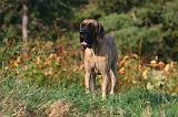 DOGUE ALLEMAND 870